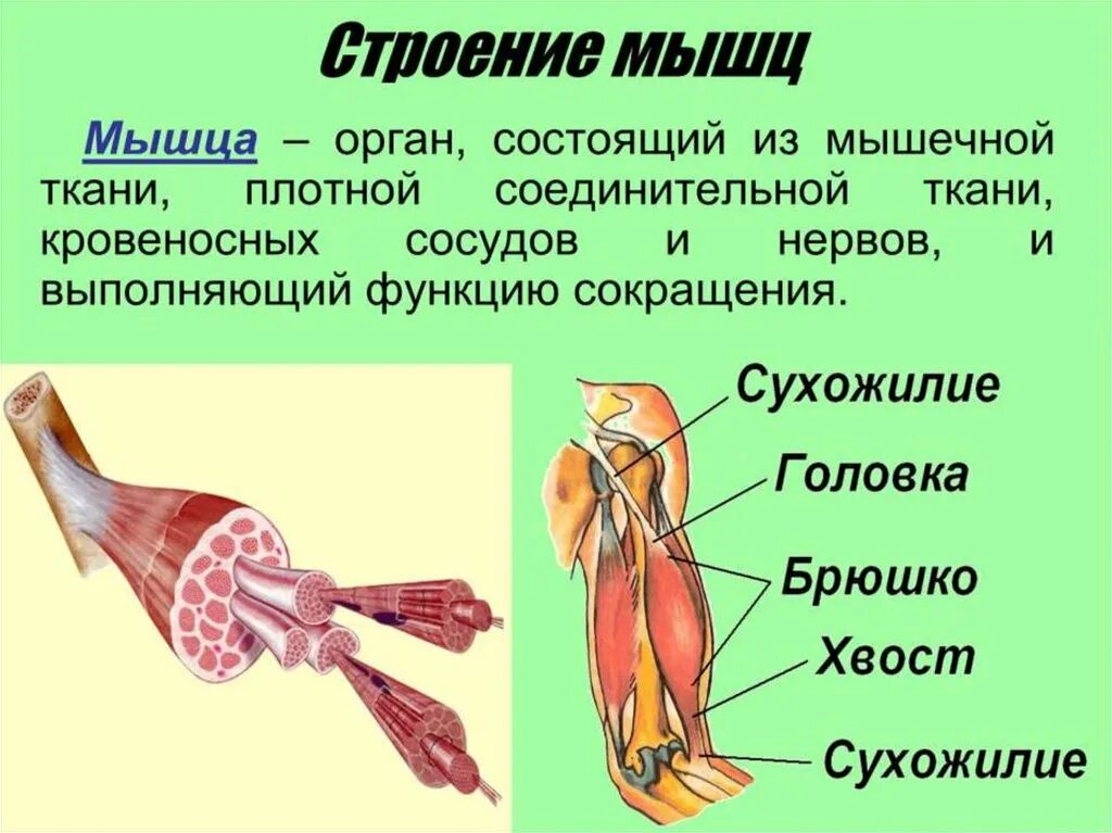 Мышцы строение значение