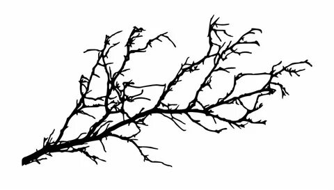 Empty branch
