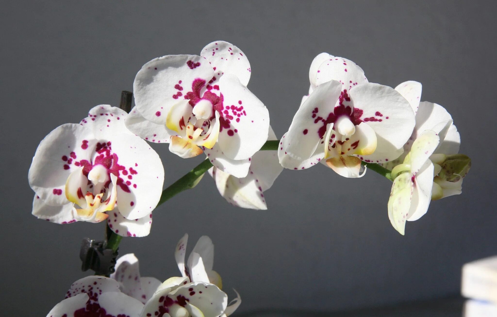 Magdalena орхидея фото Орхидея Phalaenopsis Magdalena (отцвела)