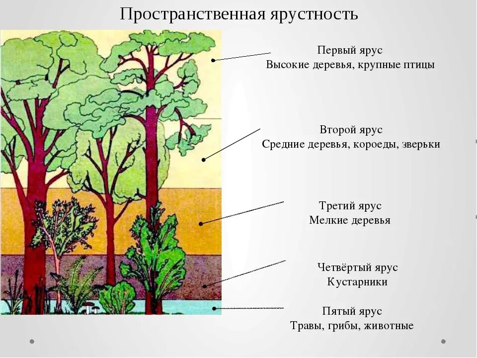 Пространственная структура биоценоза ярусность. Ярусность в биоценозе лиственного леса. Ярусность лесного фитоценоза. Пространственная структура экосистемы ярусность.