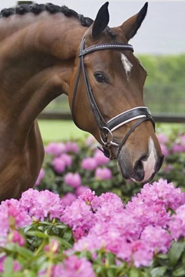 Friesian in flower field. ----- Wow that is such an amazing pic!!! Horses, Prett
