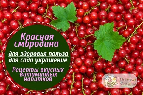 Красная смородина польза для здоровья