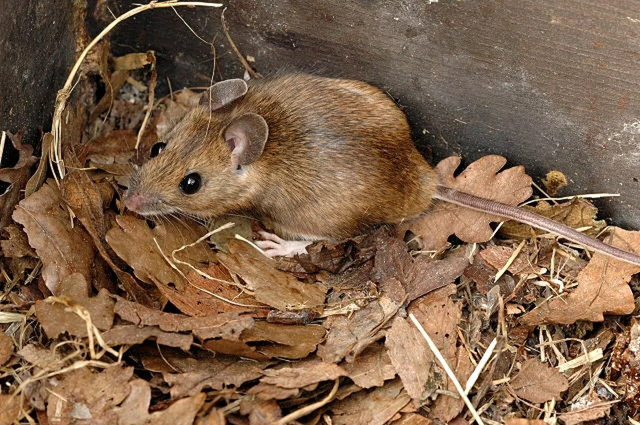 Мыши живущие в лесу. Желтогорлая мышь Apodemus flavicollis. Желтогорлая полевка. Лесная мышь (Apodemus sylvaticus). Мышь желтогорлая в Вологодской области.
