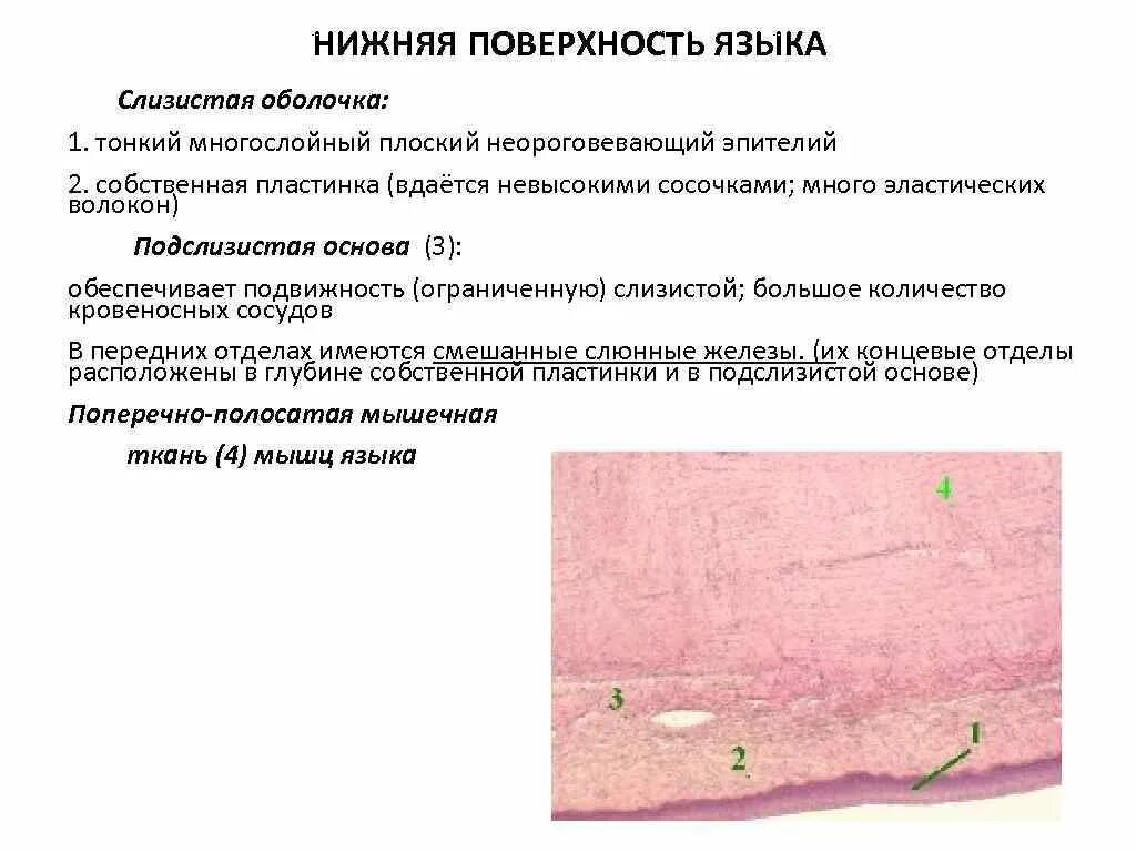 Подслизистая основа гистология. Строение собственной пластинки слизистой оболочки. Гистология слизистой ротовой полости. Строение слизистой оболочки языка. Слои слизистой полости рта