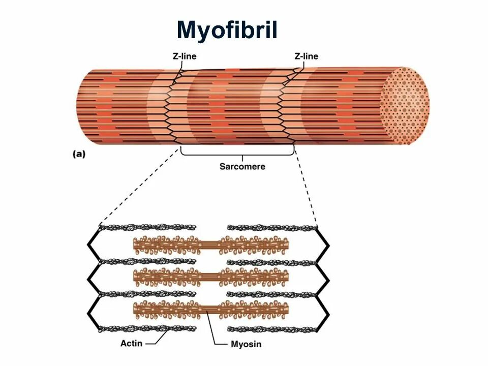 Каким номером на рисунке обозначена миофибрилла. Строение мышечного волокна саркомер. Саркомер гистология. Строение миофибриллы мышечного волокна. Мышечная ткань строение саркомера.