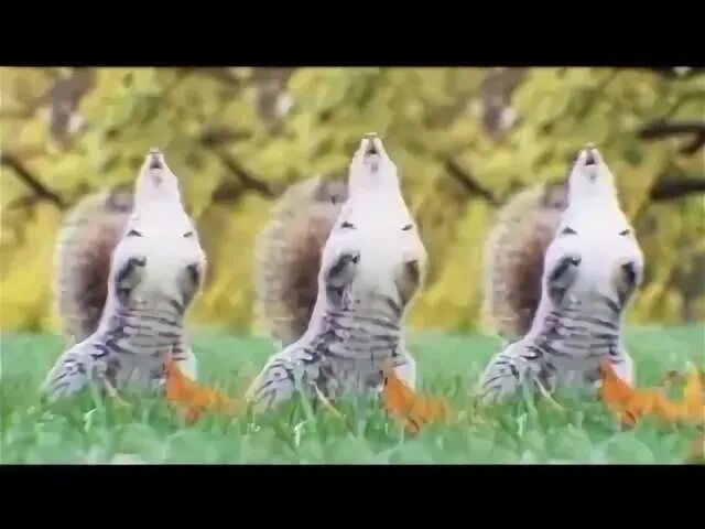 Танцующая белка видео
