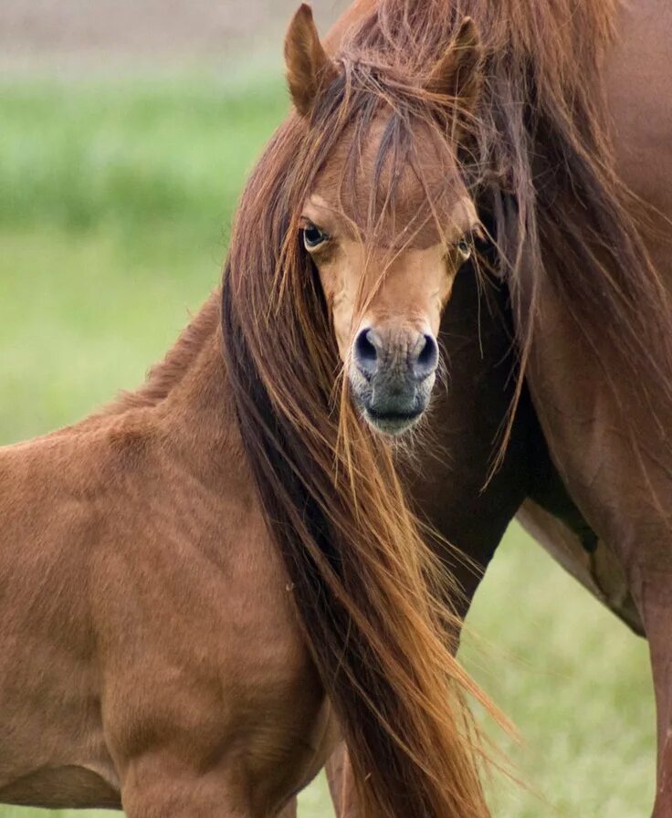 Horse hair. Лошадь. Грива лошади. Лошадь с длинной гривой. Лошадь с длинными волосами.