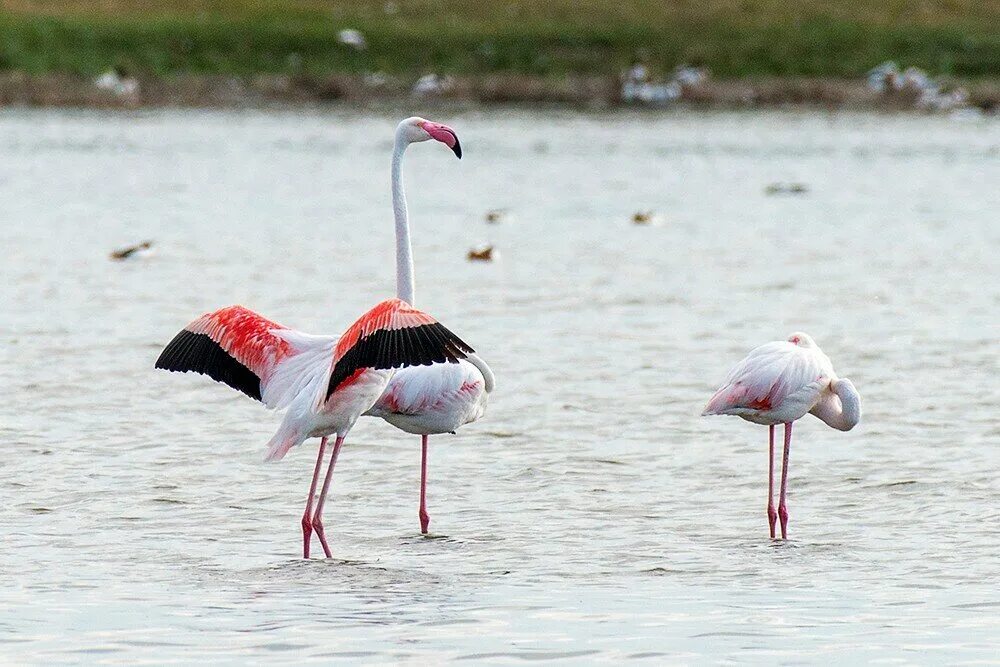 Фламинго на кипре. Розовый фламинго в крыму. Розовый фламинго в крыму. Фламинго межводное. Фламинго обыкновенный в крыму.
