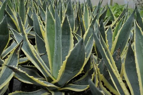 Agave