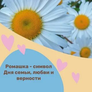 Какой цветок является символом дня семьи