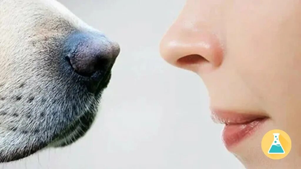 обоняние животных. животные у которых хорошее обоняние. собака нюхает цветок. нюх собаки. обоняние у кошек.