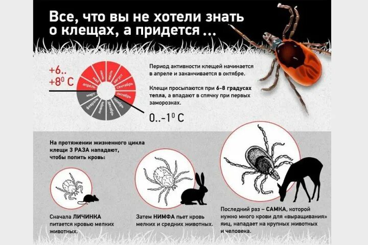 Активность клещей по месяцам. Клещи боррелиоз и энцефалит. Период активности клещей. Периоды активности клеящей. Боррелиоз и клещевой энцефалит.