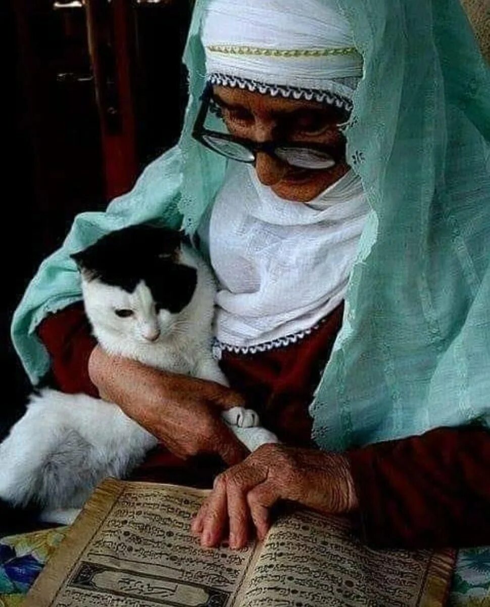 Мусульманский кот. Кошка Мухаммеда Муизза. Кот пророка Мухаммеда. Кошка Муэзза пророка Мухаммеда. Муизза кошка пророка Мухаммеда фото.