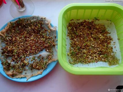 Микрозелень из гречки