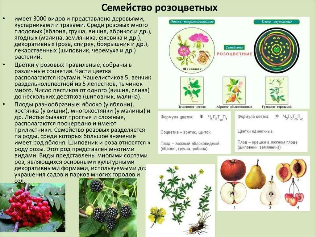 Формула цветка растений семейства розоцветные ответ. Розоцветные растения 6 класс биология. Типы плодов розоцветных растений 6 класс. Розоцветные растения характеристика 6 класс биология. Семейство розоцветных биология 6 класс.