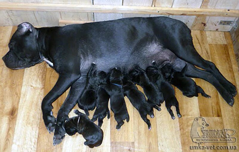 кане корсо сколько щенков. щенки кане корсо с родителями. кане корсо щенок. кане корсо пятнистый. новорожденные щенки кане корсо.