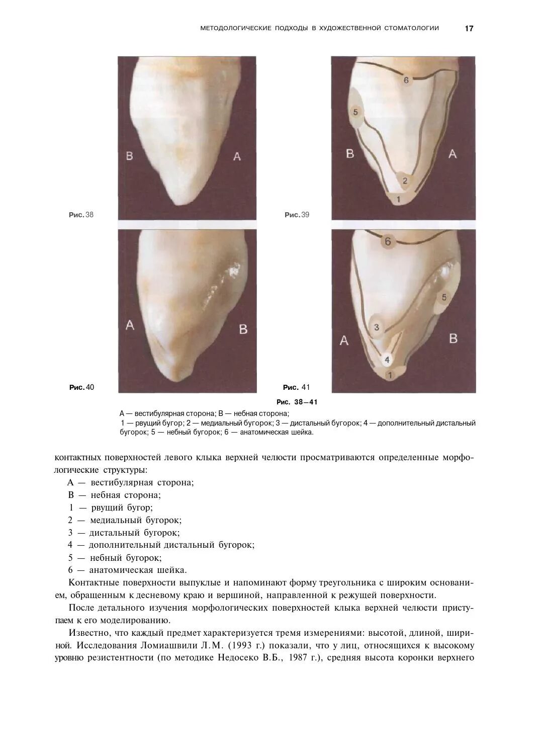 Клыки поверхность зуба. Атлас анатомии зубов Ломиашвили. Художественное моделирование и реставрация зубов. Поверхности клыка. Небная поверхность зуба латынь.