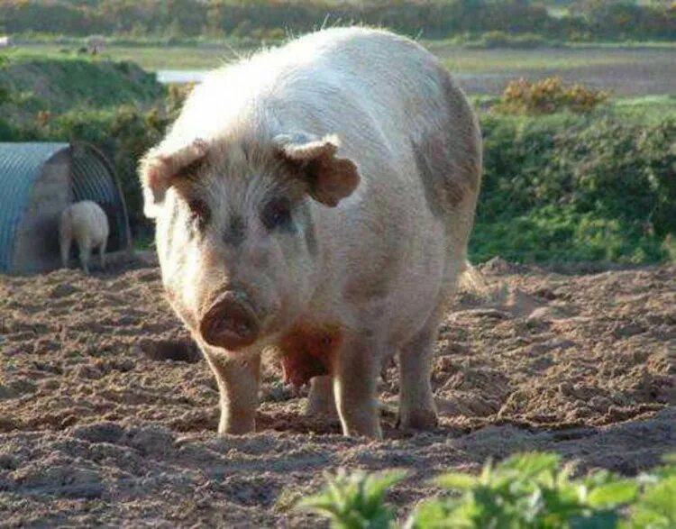 Украинские свинки. Большая Свинка. Свинья на лужайке.