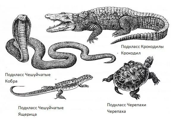 Пресмыкающиеся ящерицы, змеи, черепахи и крокодилы. Многообразие чешуйчатых пресмыкающихся. Схема отрядов пресмыкающихся. Представители отряда черепах отряда крокодилов.