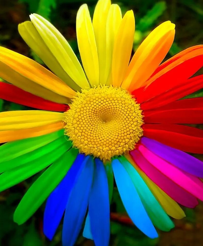 Яркие изменения цветов. Яркие цветы на черном фоне. Тюльпаны и гибискус. Радужный цветок. Цветок с 5 лепестками.