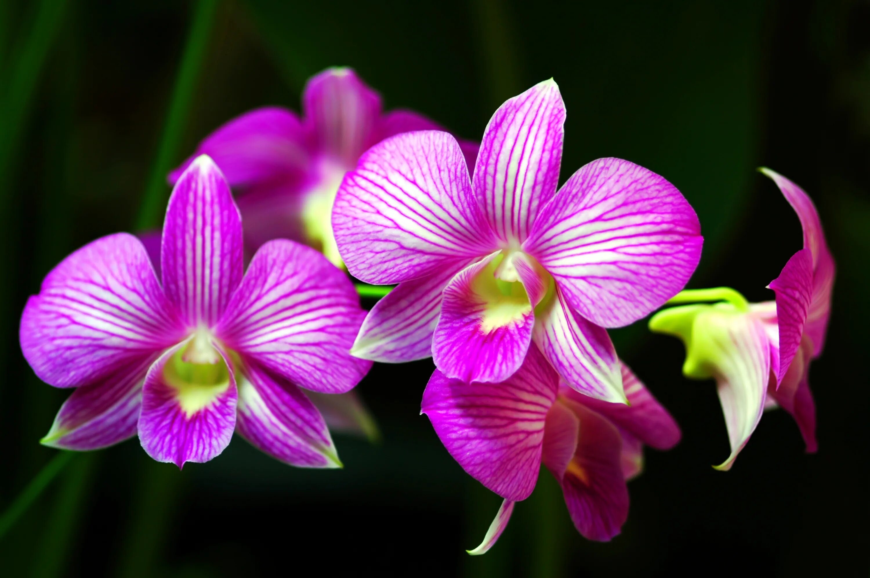 Flowers orchids. Пиниф Орхидея. Фаленопсис Пиниф. Пиниф Орхидея фаленопсис.