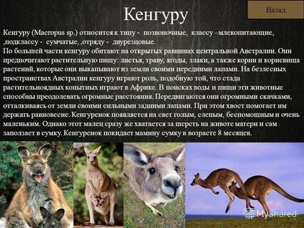 Кенгуру откуда название
