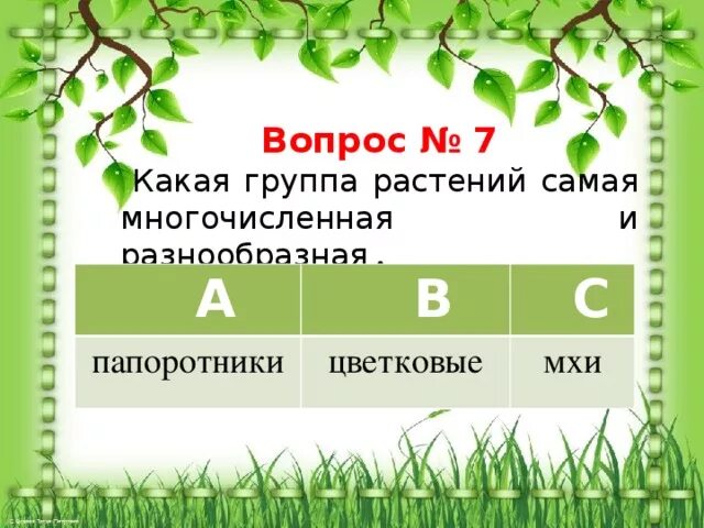Разнообразие растений тест 3 класс окружающий. Самая многочисленная группа растений. какая группа растений наиболее мно. какая группа растений наиболее многочисленная. многочисленна группа раст.