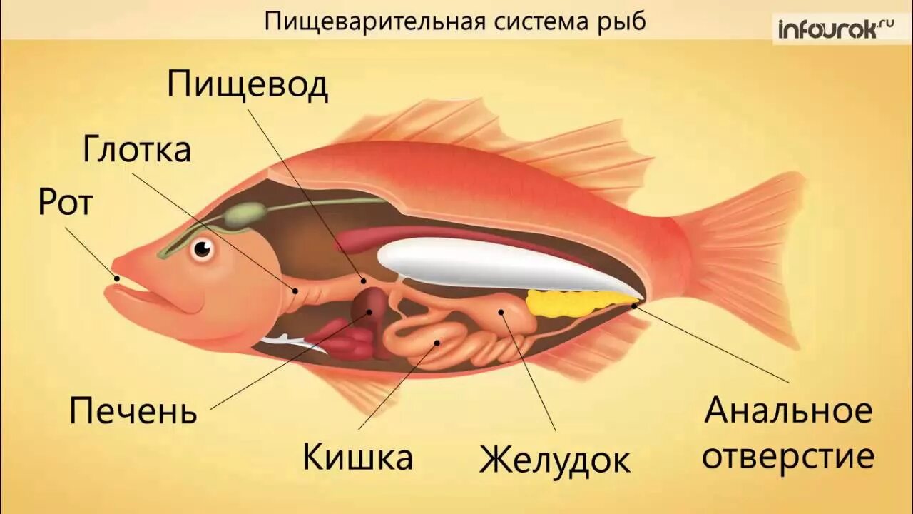 У каких животных печень. Внутреннее строение рыбы пищеварительная система. Пищеварительная система раб. Строение органов пищеварительной системы рыбы. Органы пищеварительной системы рыб схема.