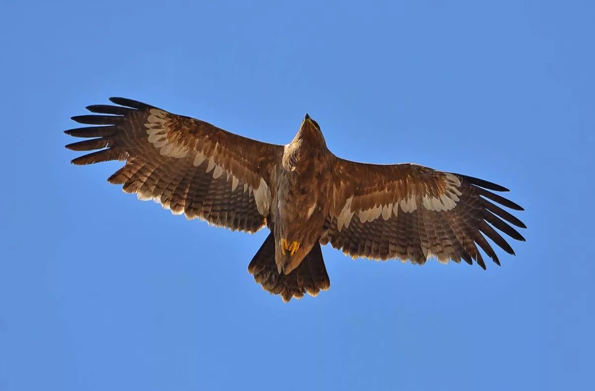 Степной орёл (Aquila nipalensis. Aquila Rapax nipalensis - Степной Орел. Степной Орел в степи. Steppe Eagle Казахстан. Орел степная птица