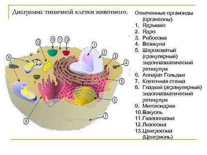 Эндоплазматическая сеть митохондрии