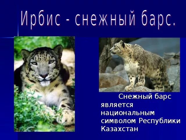 Что символизирует барс. Казахстан снежный барс казахстан. символ казахстана барс. снежный барс символ казахстана. снежный барс символ.