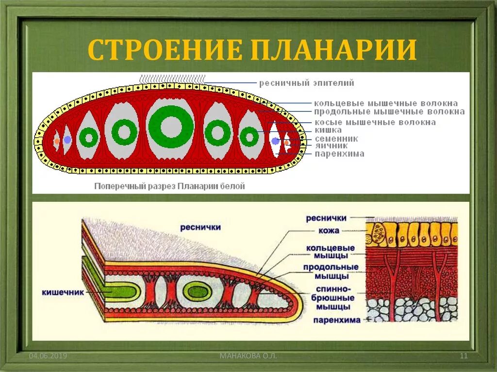 Система ресничных червей. Опорно двигательная система плоских червей. Опорно двигательная система плоских червей 7 класс. Строение белой планарии биология 7. Плоский червь планария строение.