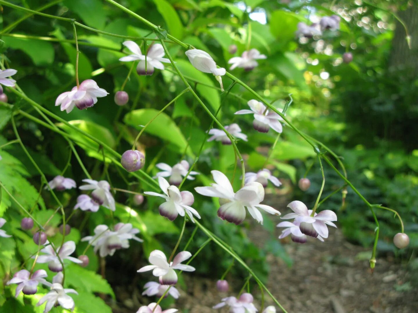 Анемопсис калифорнийский. Анемонопсис ылоре плкно. Анемонопсис крупнолистный anemonopsis macrophylla. Анемонопсис макрофила. Анемопсис калифорнийский.