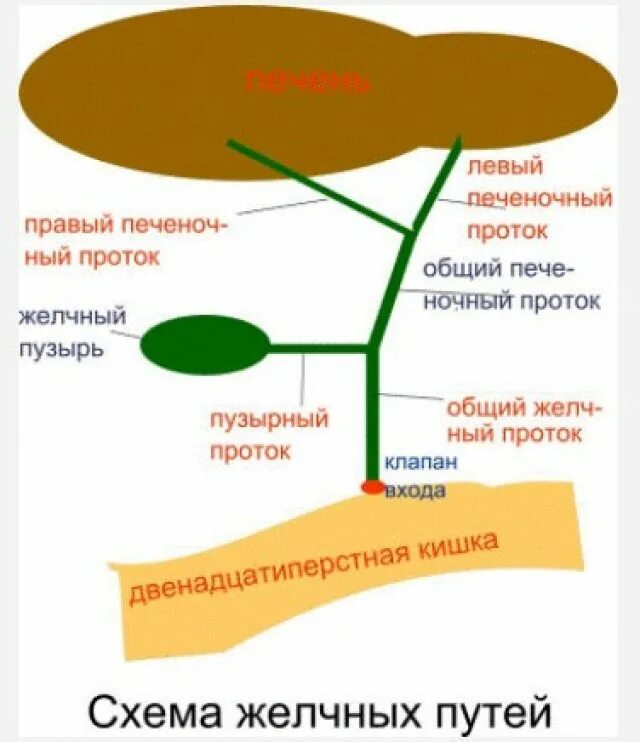 Строение желчного пузыря и желчевыводящих путей. Схема строения желчевыводящих путей. схема оттока желчи. внепеченочные желчные протоки схема. схема строения желчных протоков.