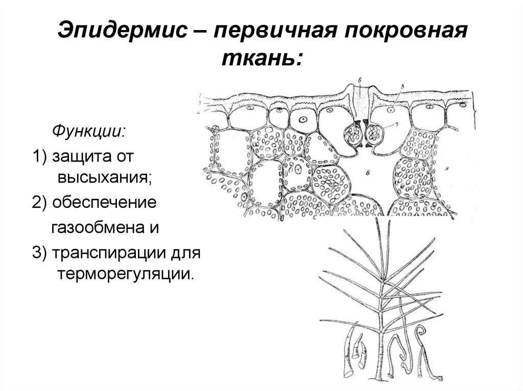 Покровная строение и функции. Покровная ткань растений устьица. Первичная покровная ткань эпидерма. Покровная ткань растений рисунок строение. Строение первичной покровной ткани.