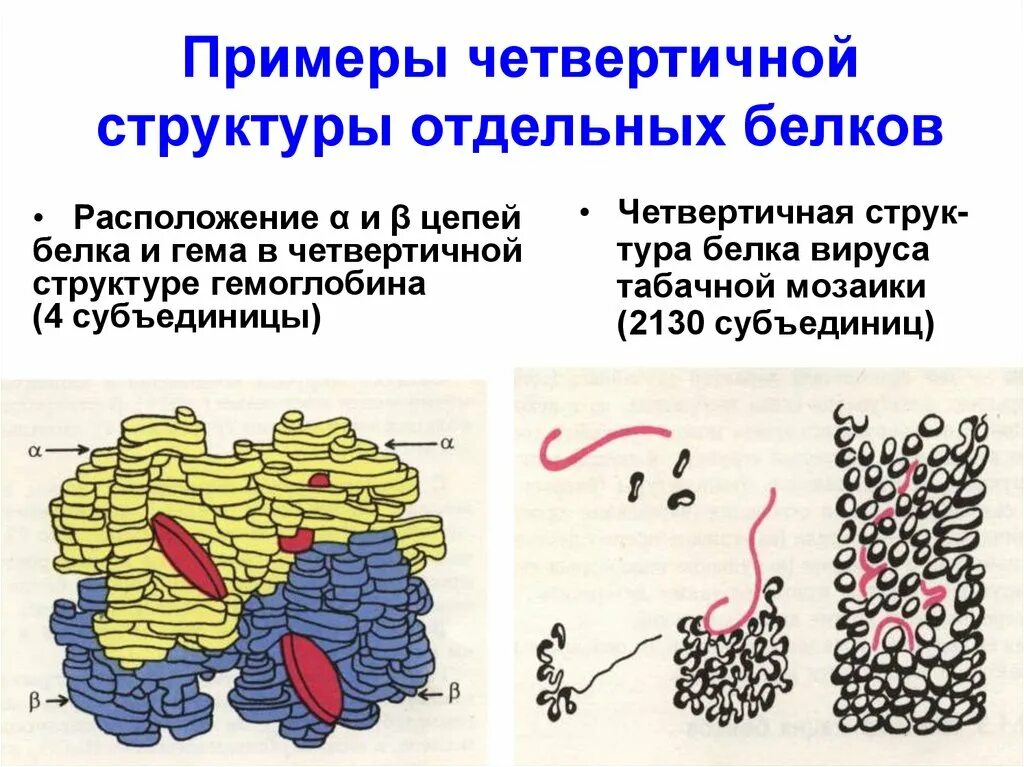 Особенности внутреннего строения белки. Четвертичная структура белка биохимия. Четвертичная структура инсулина. Примеры белков с четвертичной структурой. Четвертичная структура белка формула.