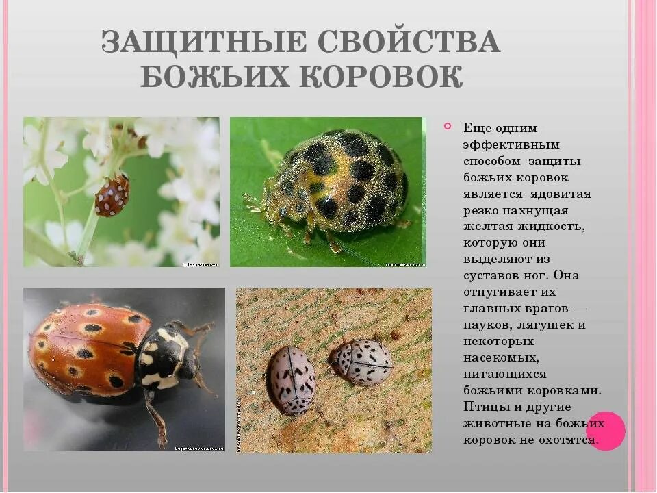 Какой тип питания у божьей коровки. Молочко божьей коровки. божья коровка желтая жидкость. защита божьих коровок. место обитания божьей коровки.