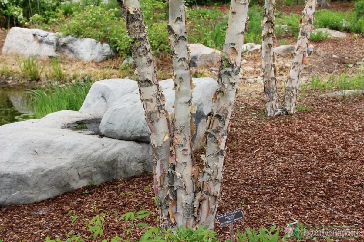 Темно березка. Betula nigra. Берёза чёрная. Береза черная Речная. Черной альпийской березы (Betula nigra).