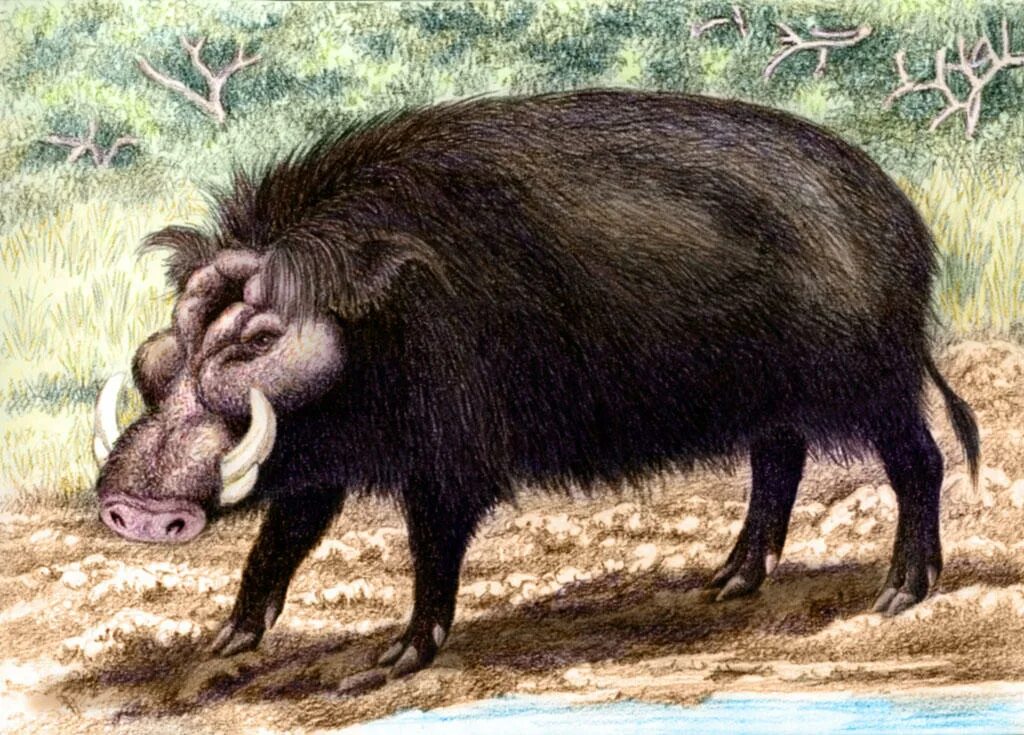 Крупное лесное млекопитающее. Гигантская Лесная свинья Hylochoerus meinertzhageni. Giant Forest Hog. Гигантский Лесной боров. Большая Лесная свинья.