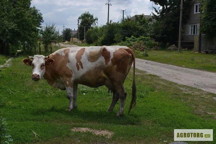 Куплю корову красный. Корова красно белая. Бело рыжая корова. Белорусская корова. Продается корова красно белая.