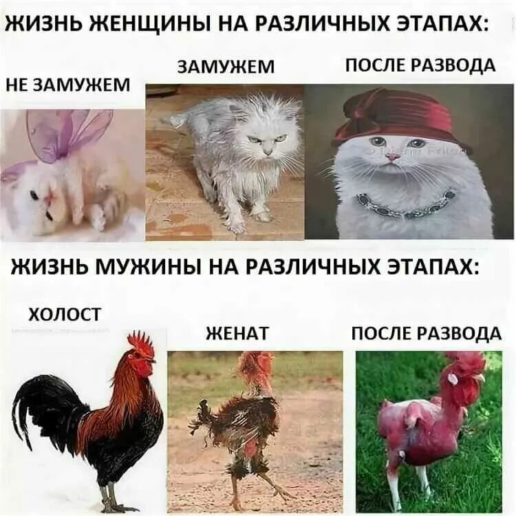 Через сколько после свадьбы. Женщина и мужчина до и после развода. до свадьбы и после развода. мужик до с после замужества. женщина после развода.