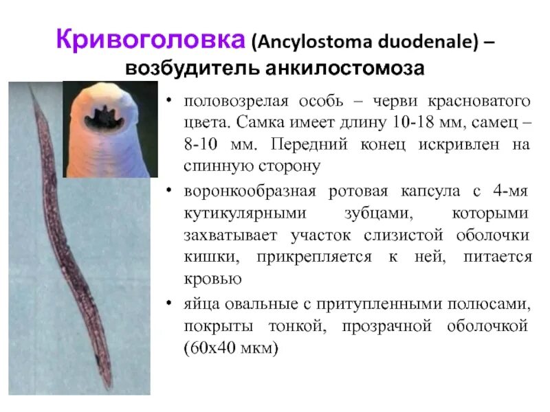 Кривоголовка паразитология. Кривоголовка самка и самец. Анкилостома (кривоголовка )(Ancylostoma duodenale). Круглые черви заболевания