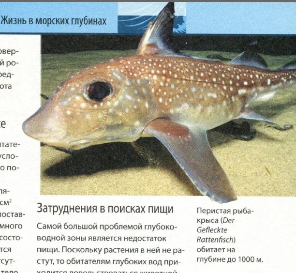 Крысы рябые. Рост животных ограничен. Рыбная крыса. Рыба крыса рыба. Рыба крыса.