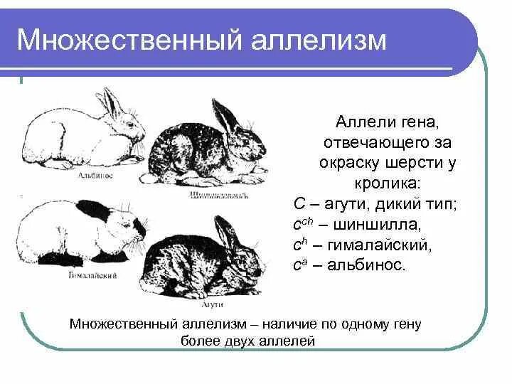 Множественный аллелизм окраска кроликов. Множественный аллелизм окраска шерсти у кроликов. Множественные аллели на примере окраски шерсти кроликов. Наследование окраски шерсти у кроликов.