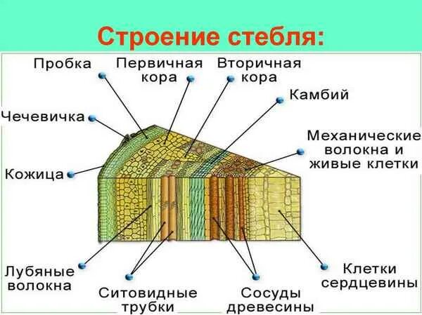 Внутреннее строение стебля 6 класс таблица. Внутреннее строение стебля дерева таблица. строение пробки стебля. первичное и вторичное строение стебля. план строения стебля.