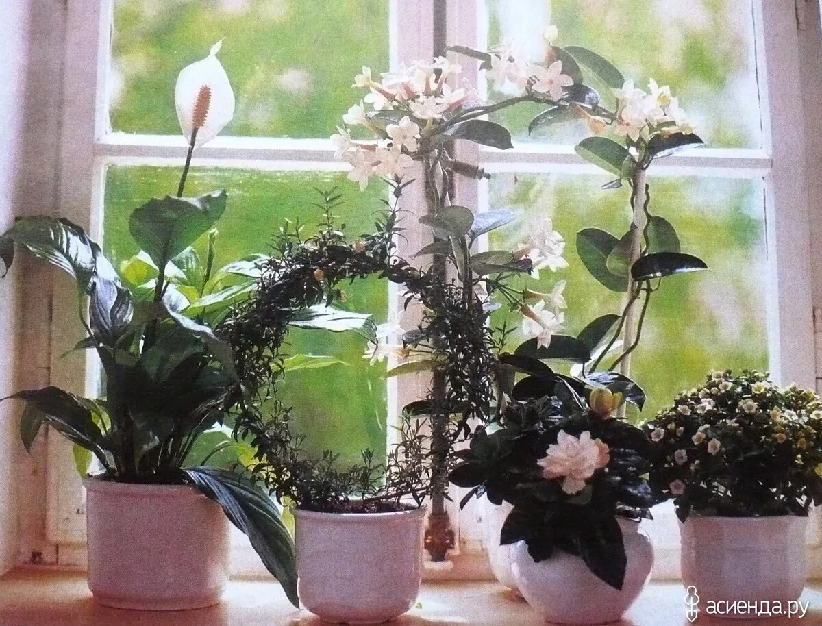 Домашние цветы любящие солнце. Цветы на подоконнике. Комнатные растения на подоконнике. Комнатные растения Эстетика. Домашние цветы на окне.