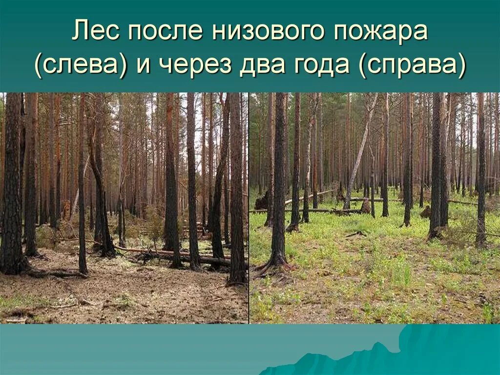 Сукцессия после пожара. Лес до пожара и после. Лес после пожара. Восстановление леса после низового пожара. Естественное возобновление леса после пожара.