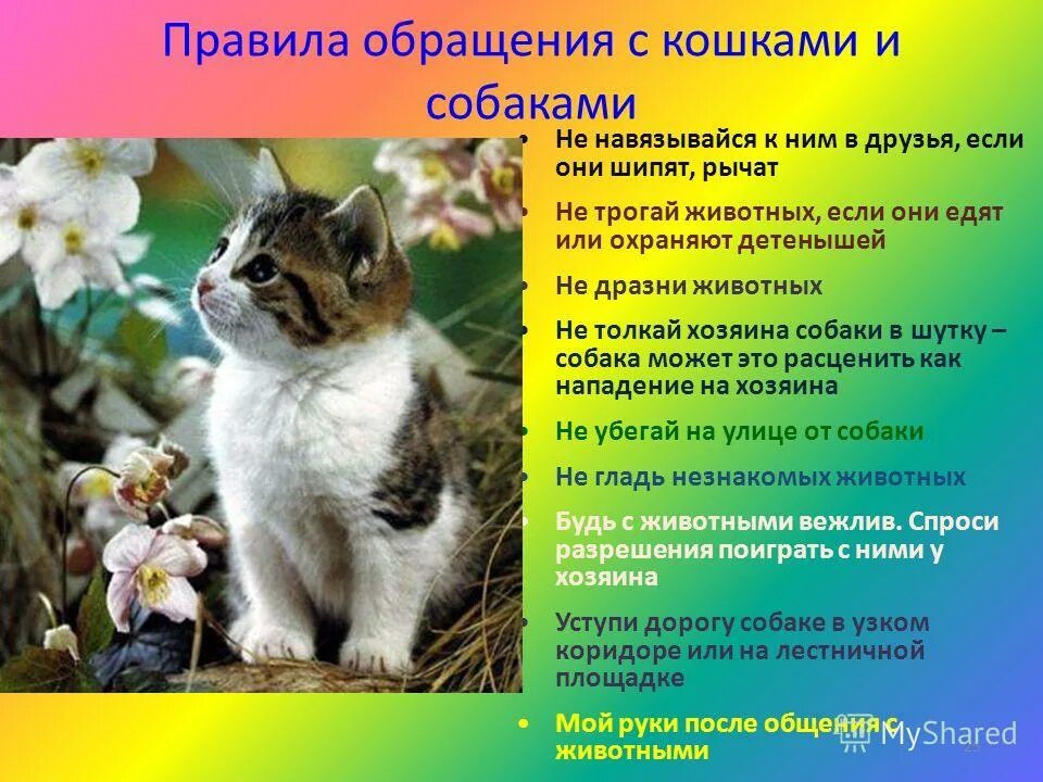 правила обращения с домашними животными. безопасность с домашними животными для детей. правила поведения с домашними животными. правила поведения с бродячими собаками. правила безопасного поведения с домашними животными.