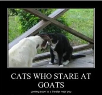 Whose cats are they are