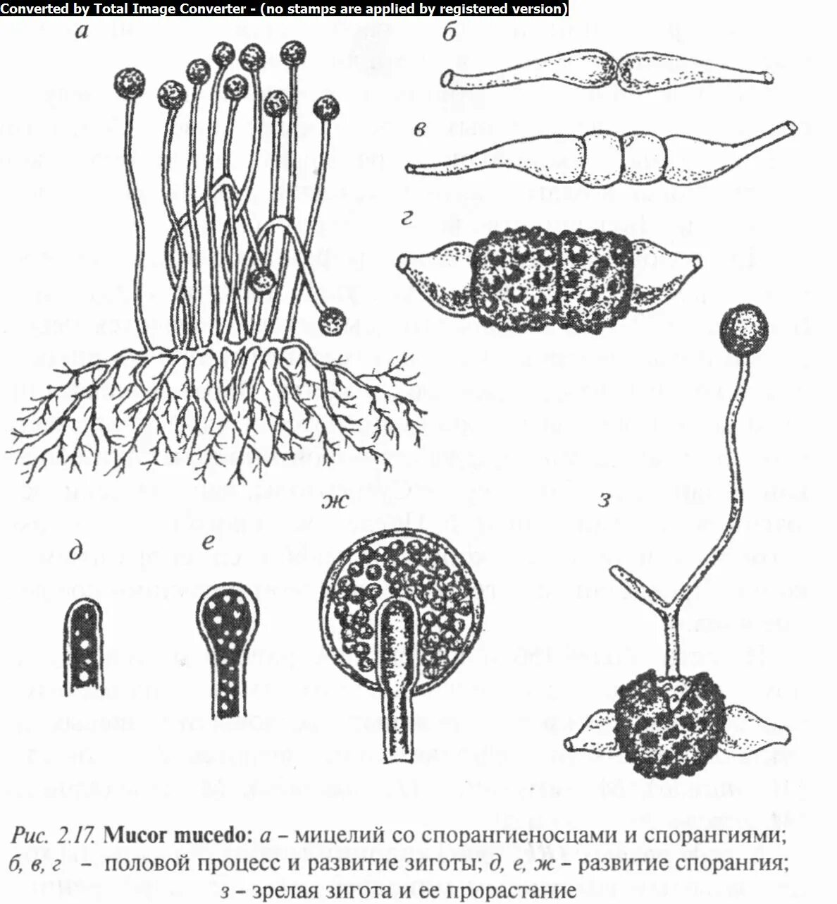 Сорус спорангий папоротника. Спорангии папоротника образуются. Спорангии красных водорослей. Споры у папоротника образуются. Строение спор плауна.